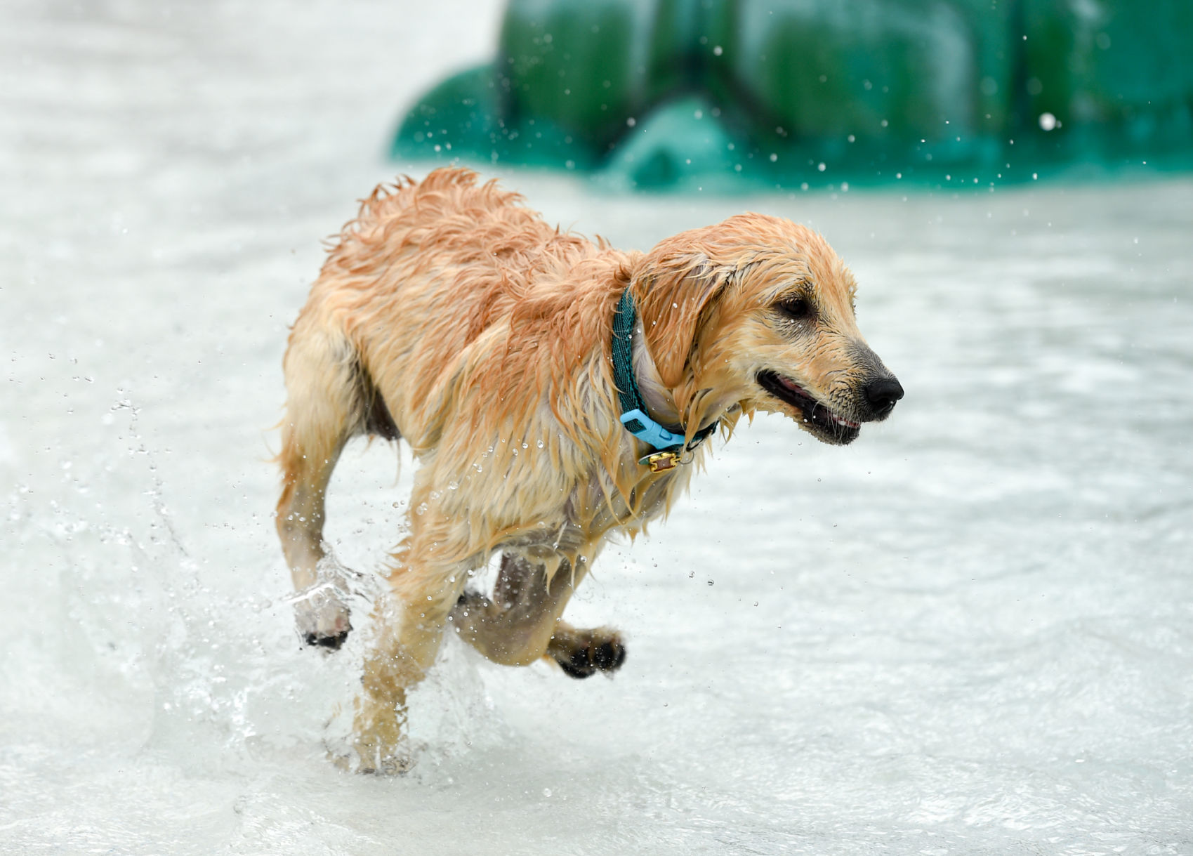 082919-bet-doggysplash-070a.JPG